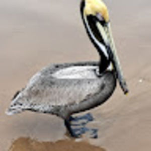 Meet your Posher, Patty